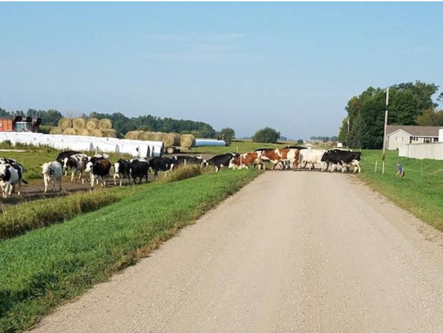 cows crossing a dirt road